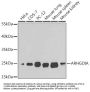 ARHGDIA Antibody, KO Validated