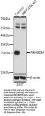 ARHGDIA Antibody, KO Validated
