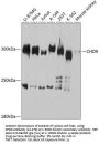 CHD9 Antibody