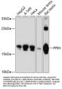 PPIH Antibody