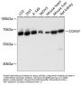 COASY Antibody