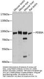 PDE8A Antibody