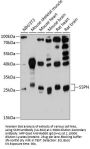 SSPN Antibody