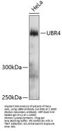 UBR4 Antibody