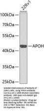 APOH Antibody