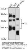 CTSL Antibody