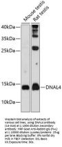 DNAL4 Antibody