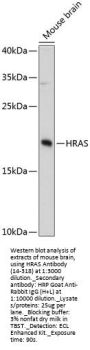 HRAS Antibody