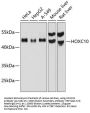 HOXC10 Antibody