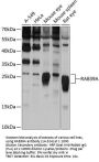 RAB39A Antibody