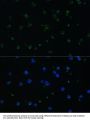 ARHGAP25 Antibody
