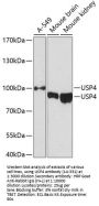 USP4 Antibody