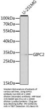 GIPC2 Antibody