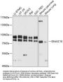 DNAJC10 Antibody