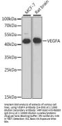 VEGF Antibody