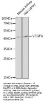 VEGF Antibody