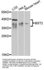 BST2 Antibody