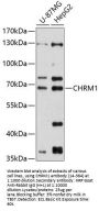 CHRM1 Antibody