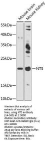 NTS Antibody