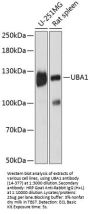 UBA1 Antibody