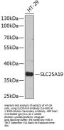 SLC25A19 Antibody