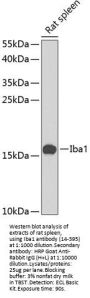 Iba1 Antibody