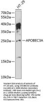 APOBEC3A Antibody