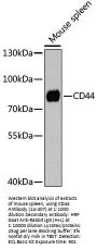 CD44 Antibody, KO Validated