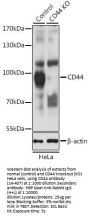 CD44 Antibody, KO Validated