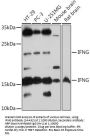 IFNG Antibody