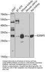 IGFBP5 Antibody