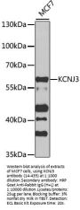 KCNJ3 Antibody