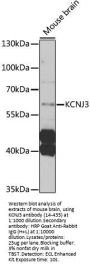 KCNJ3 Antibody