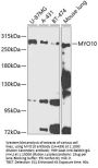 MYO10 Antibody