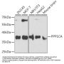 PPP1CA Antibody