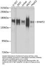 EHMT2 Antibody