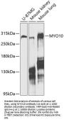MYO10 Antibody