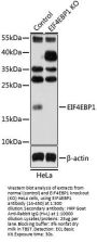 EIF4EBP1 Antibody, KO Validated