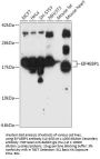 EIF4EBP1 Antibody, KO Validated