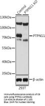 PTPN11 Antibody, KO Validated