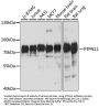 PTPN11 Antibody, KO Validated