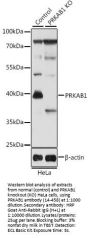 PRKAB1 Antibody, KO Validated