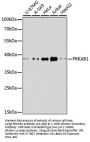 PRKAB1 Antibody, KO Validated