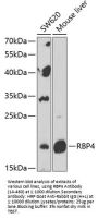 RBP4 Antibody
