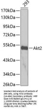 Akt2 Antibody