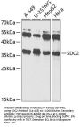 SDC2 Antibody