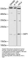 SKP1 Antibody