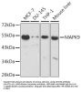 MAPK9 Antibody, KO Validated