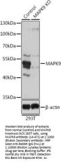 MAPK9 Antibody, KO Validated