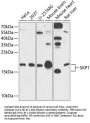 SKP1 Antibody